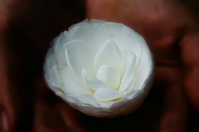 Close-up of white rose