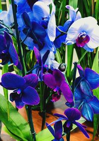 Close-up of purple flowering plants