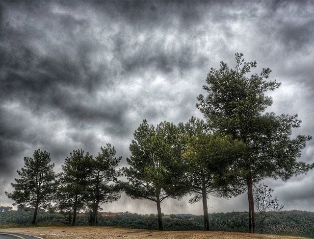 tree, sky, cloud - sky, cloudy, tranquility, tranquil scene, landscape, overcast, weather, field, nature, scenics, growth, beauty in nature, cloud, storm cloud, day, grass, non-urban scene, outdoors