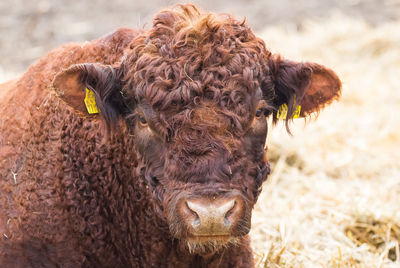 Close-up of cow on field