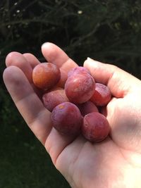 Close-up of hand holding fruits