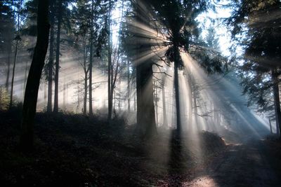 Trees in forest