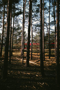 Trees in forest