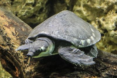 Close-up of turtle in sea