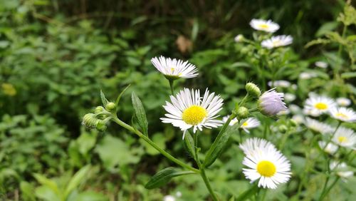 Close-up of white cosmos flowers blooming outdoors