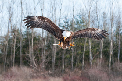 Bird flying over blurred background