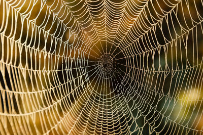 Close-up of spider on web