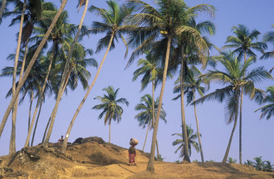 Palm trees on beach against sky