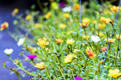 Close-up of yellow flowering plants on field