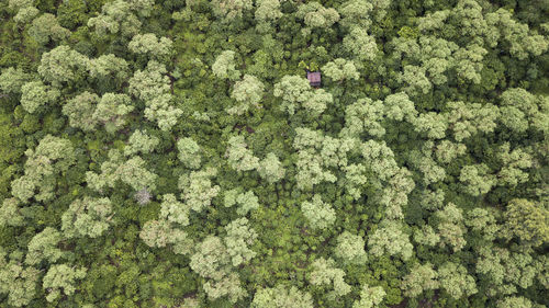 High angle view of trees growing in forest