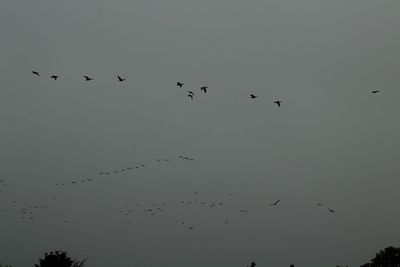 Low angle view of birds flying in sky