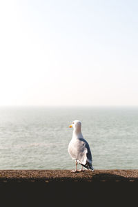 Seagull perching on retaining wall by sea against clear sky