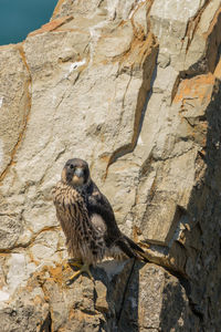 Low angle view of eagle on rock