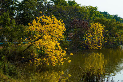Scenic view of lake by trees during autumn