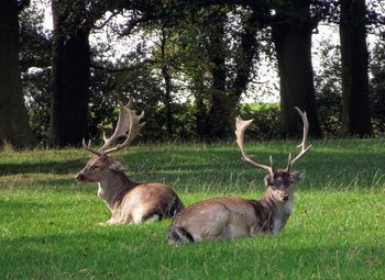 Deer on grass in forest