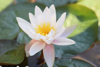 Close-up of lotus water lily in lake