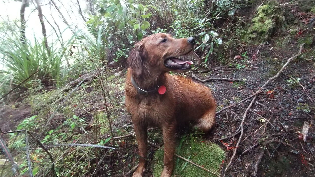 DOG ON FIELD BY TREE