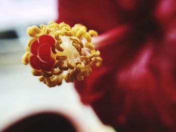 Close-up of flowers against blurred background