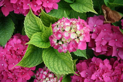 Close-up of pink flowers