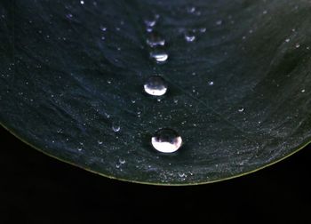 Close up of water lily