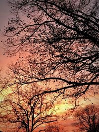 Low angle view of silhouette tree against sky at sunset