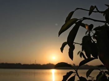 Silhouette bird on branch against sky during sunset
