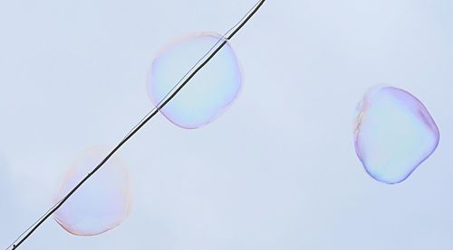 Close-up of bubbles against water
