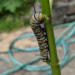 Close-up of insect on metal fence