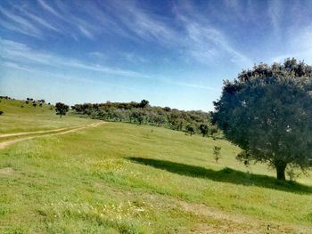 Scenic view of field against sky