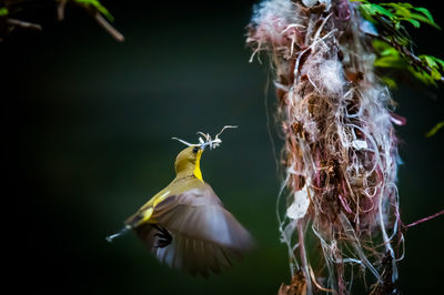 Close-up of bird flying