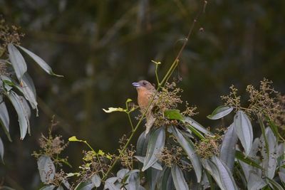 Close-up of bird perching on plant