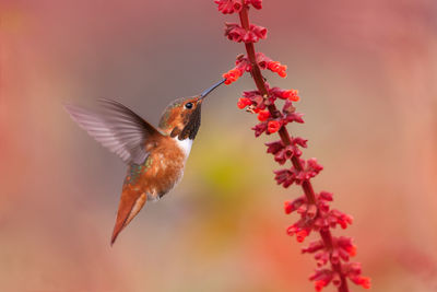 Close-up of bird flying against red flowers