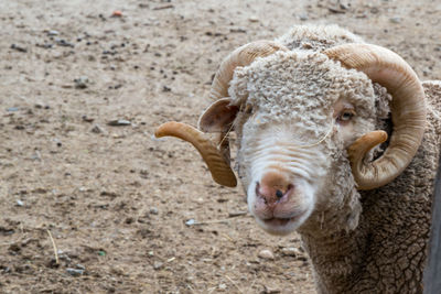 Close up of merino sheep looking at camera. rascafria, spain