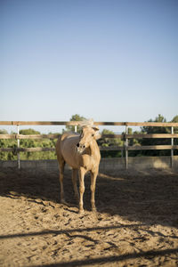 Horse in ranch against clear sky