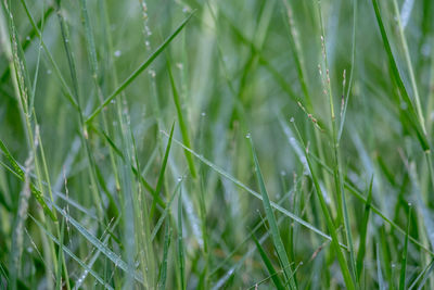 Full frame shot of raindrops on grass