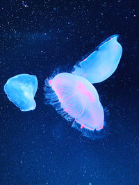 Close-up of jellyfish swimming in sea