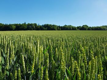 Scenic view of agricultural field against clear sky