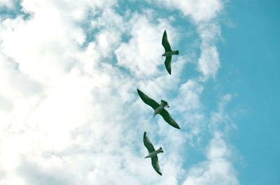 Low angle view of seagull flying against sky