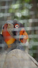 Close-up of parrot