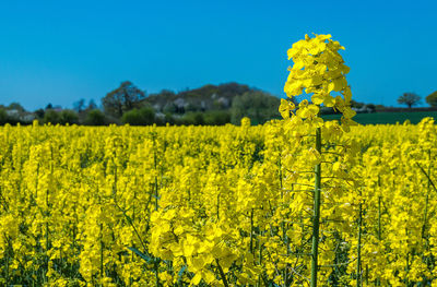 Yellow flowers growing in field