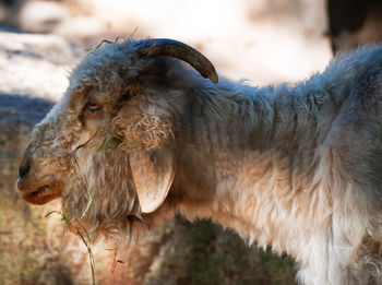 Close-up of a sheep