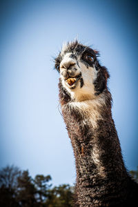 Close-up of a horse looking away against clear sky
