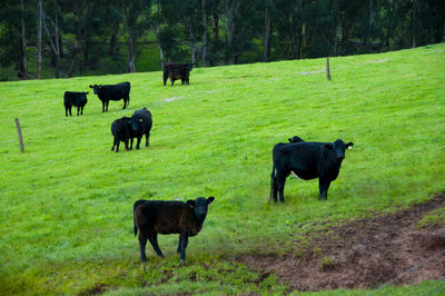 Horses grazing in a field