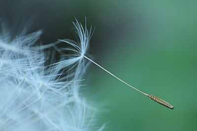 Close-up of dandelion on plant