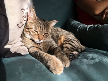 Close-up of cat sleeping on sofa