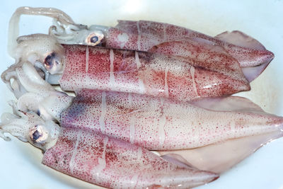 Grilled splendid squid after put formalin for protect freshness