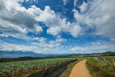 Scenic view of agricultural landscape against sky