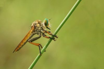 Close-up of insect on plant