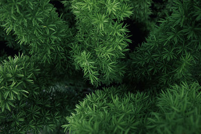 Full frame shot of pine tree