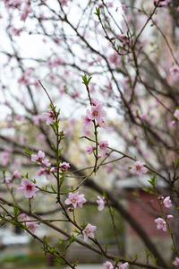 Close-up of pink cherry blossoms in spring